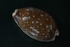 Cypraea Vitellus 64.6 mm F+++ "UNCOMMON elongated callous  pattern  WOW!!!