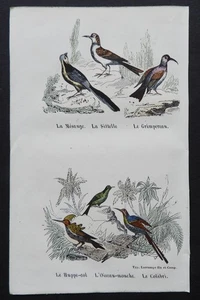 BUFFON Anfang 19. Jh. - Farbradierung VÖGEL: Meise, Sitelle, Kolibri... - Bild 1 von 2
