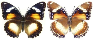 MOUNTED SPREAD BUTTERFLY - Hypolimnas bolina nerina, F3 - Picture 1 of 1