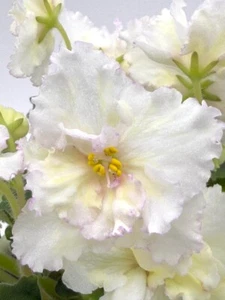 African Violet Leo-Miroslava Starter Plant STD RARE! - Picture 1 of 5