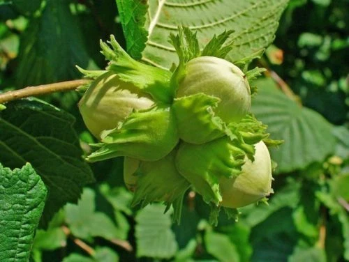 Hazel 'Nottingham Cobnut' cob tree 3-4ft, Multistemmed hazelnut plant - Image 1 of 1