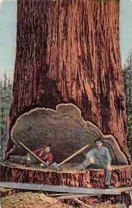 Postal de tala Undercut of a California Redwood 1910c - Imagen 1 de 2