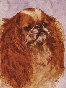 KÖNIG CHARLES SPIELZEUG SPANIEL CHARMANTER HUND GRUSS NOTIZKARTE NIEDLICHER BLENHEIM-KOPF - Bild 1 von 1