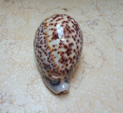 F Cypraea pantherina red sea shell 94.4mm HUGE color super natural glossy F+++ - Image 1 of 4