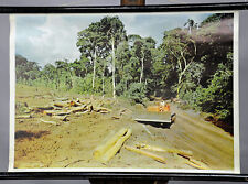 vintage rollable wall chart forest clearing Brazil amazon rainforest