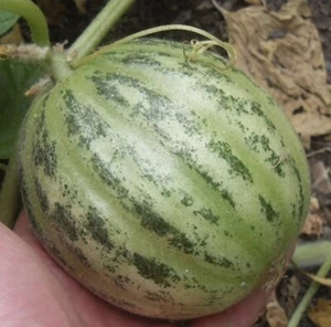 Carosello Tondo di Fasano cucumber - Cianciuffo melon 5+ seeds Cu 060 - Picture 1 of 1