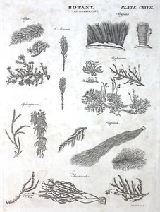 Botanik Platte CXXVII Cryptogramia P.284 W. Archibald Sculpy Gravur - Bild 1 von 2