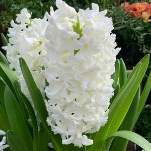 Hyacinth White Pearl Spring Bulbs - Highly Fragrant Outdoor Flowering Perennials - Picture 1 of 8
