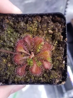 Drosera tokaiensis Seeds - Easy Carnivorous Sundew Plant Native to Japan - Image 1 of 4