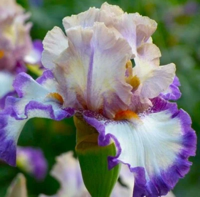 Grays Peak Bicolor Bearded Iris Rhizome, Red & PInk Flowering Plant,Root - Image 1 of 4
