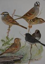 Antique Bird Art White Crowned Sparrow Ornithology Birds of America Print 1923