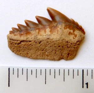 Very Rare * RED * COW SHARK Fossil Tooth MD No Repairs megalodon great white c18 - Picture 1 of 3