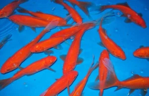 12 Comets Goldfish 2-3" for aquarium or koi pond FAST SHIP - Picture 1 of 1