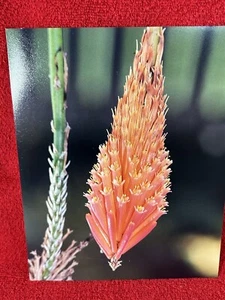 Aloe Bushwacker 8 x 10 Alta Calidad Foto Color Planta Flor - Imagen 1 de 3