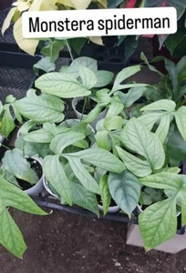 Monstera Spider Man rare live indoor plant, Amydrium medium silver plant-4” Pot - Picture 1 of 1
