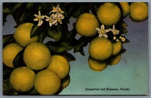 Postcard Florida c1953 Grapefruit and Blossoms CDS Machine Cancel Fern Park FLA - Picture 1 of 2