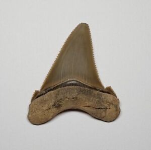 BEAUTIFUL Taupe FOSSIL Carcharocles Angustidens SHARK Tooth EXCELLENT SERRATIONS