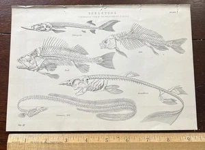 SKELETONS OF FISHES,  Perch, Sturgeon,  Antique Print c1870, 9 5/8 x  6 1/2 in. - Picture 1 of 2