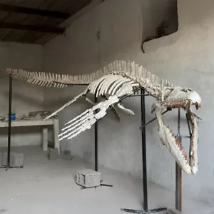 Original Mosasaur Skeleton Hainosaurus Species Fossil 193 inches Dinosaur - Picture 1 of 7