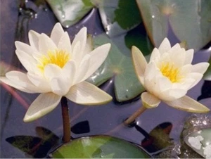 Nymphaea "Candida" Dwarf Water Lily Pond Plant - Picture 1 of 3