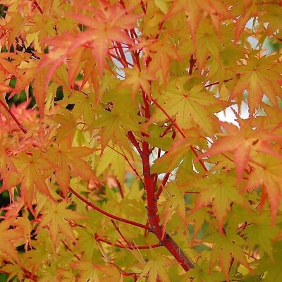 Acer Palmatum Sangokaku in 10cm Pot - Hardy Deciduous Japanese Maple Shrub - Image 1 of 4