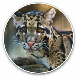 2 x Vinyl Stickers 20cm - Clouded Leopard Cub Cute Wild Cool Gift #2306 - Zdjęcie 1 z 9