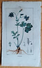 Akelei Chaumeton Originaldruck Koloriert Botanik - 1814