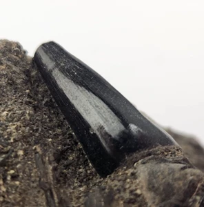 Mosasaurus beaugei 0.93" Tooth Fossil - Rare - El Koubbat Fm. - Bekrit - Morocco - Picture 1 of 7