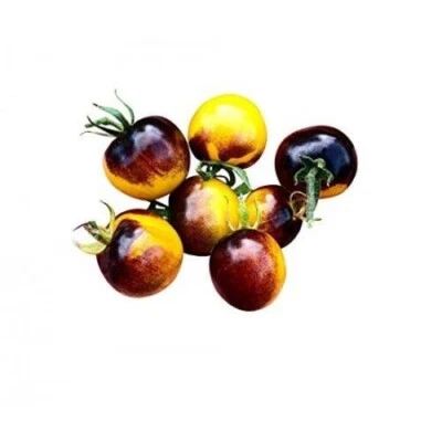 Cocktailtomate Antho Gelb Tomate  Tomatensamen  10 Samen - Bild 1 von 3