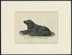 GORDON SETTER OLD ANTIQUE NAMED DOG ENGRAVING / PRINT MOUNTED READY TO FRAME - Picture 1 of 1