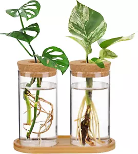 Plants Propagation Station - 2Pcs Desktop Terrarium Glass Hydroponic Vases, Wate - Picture 1 of 7