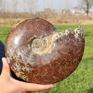 2.41kg Natural Ammonite Fossil Specimen Reiki Crystal Mineral Crystal Decor Gift - Picture 1 of 11