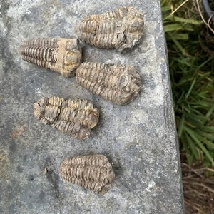 1 genuine Fossil Calymene trilobite. Ordovician, 500myo. Morocco - Picture 1 of 7