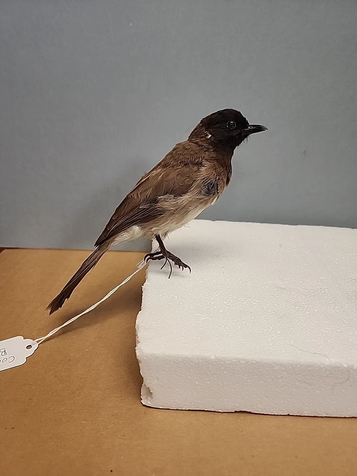 JBH30 Pluma Elevada Bombilla Común Montaje Pájaro Taxidermia Foto 1 de 4