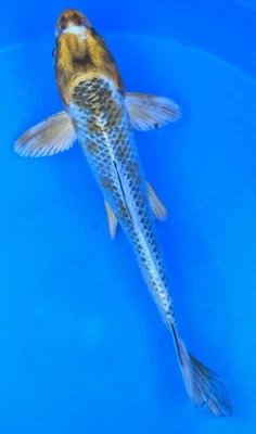 4-7” Ki Matsuba Koi Fish #153 A Must Addition To Your Tank Or Pond!! - Image 1 of 2