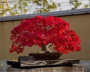Bonsai Red Maple tree seeds 5 count~ beautiful red leaves~ - Picture 1 of 2