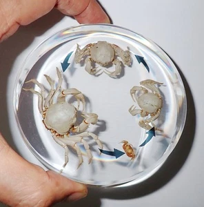 Soldier Crab 4 Stage Life Cycle Set 10 cm Circular Resin Block Education Kit - Picture 1 of 5