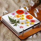 Press Flower Set  Tools 9,45 x 7,09 pollici Leaf Pressing Book ing Supplies for