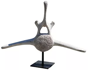 Vertebra di Balena grande in resina - Resin Whale vertebra big size 11229 - Imagen 1 de 2