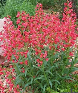 PENSTEMON SUPERBUS, CORAL PENSTEMON - Imagen 1 de 2