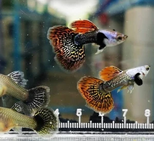 Siverado red dragon guppies, 1 Pair 1 male , 1 female - Picture 1 of 14