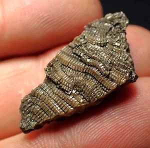 Detailed crinoid fossil Pentacrinites (29mm) Charmouth Jurassic Coast Fossils UK - Picture 1 of 5