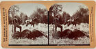 Photo BUFFALO HUNTING Montana STEREOVIEW Yellowstone chasseur pistolet cheval taxidermie