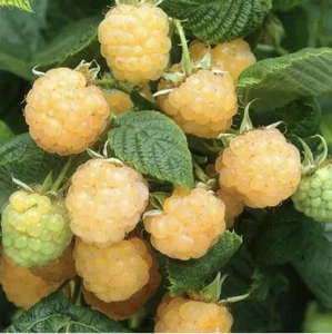 25 Golden Raspberry Seeds Berry Garden Vine Fruit USA Homegrown Edible Medicinal - Picture 1 of 2