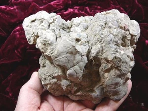 (PP515-62) 3 lbs Real Fossil Crocodile croc POOP doo doo Triassic specimen AZ - Picture 1 of 2