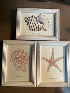 3er Set Jay Zinn rustikal HOLZ gerahmt Strandkunst 2 Muscheln 1 Seestern Drucke 1998 - Bild 1 von 5