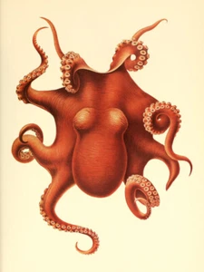 Octopus Red Vintage Poster Print, Nautical Beach House Bathroom Decor Octopus - Picture 1 of 1