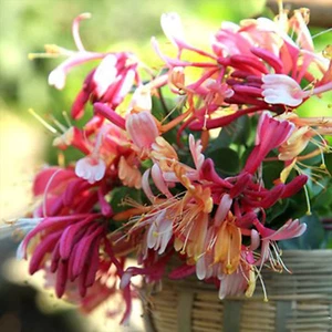 Geißblatt-Samen, 100Pcs / Beutel Seeds Umweltfreundlich Nicht Genetisch Frische  - Bild 1 von 9