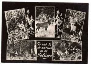 Vintage AK Postkarte schönes Foto Natur der Veluwe Tiere Hirsch Fuchs - Bild 1 von 2