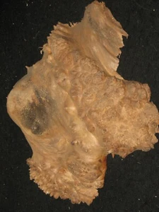Pieza de arte artesanal de tapa natural de arce Burl 13" encaje en blanco giratorio - Imagen 1 de 2